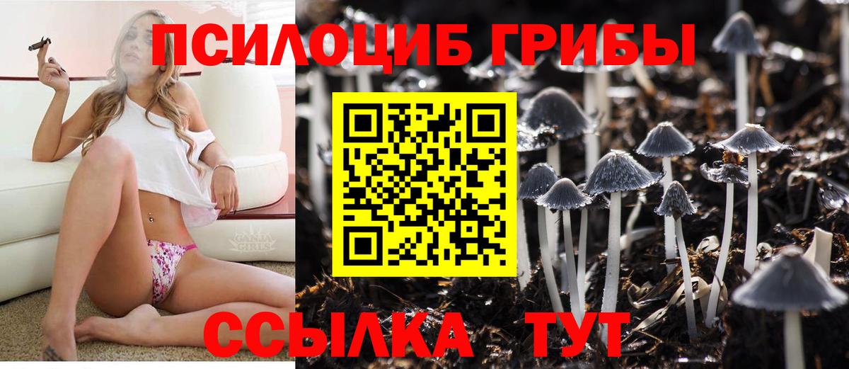 Псилоцибиновые грибы Psilocybe Видное